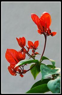 花这样红,探寻红色花卉背后的文化内涵与艺术魅力